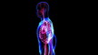 Video: Human circulatory system Human circulatory system
