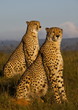 African cheetahs 4534