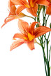 bouquet of lilies on a white background