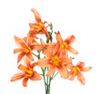 bouquet of lilies on a white background