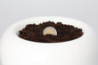 Euro Coin Growing from Soil