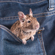 Photo: Degu Degu