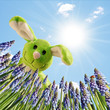 Foto: Blick ins Osternest - Osterangebot Blick ins Osternest - Osterangebot