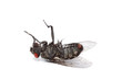 Foto: mouche mouche