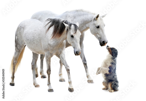 Photo: camargue horses and dog camargue horses and dog