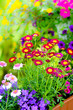 Balkonblumen