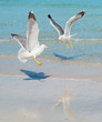 flying seagulls