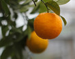 Orangenbaum