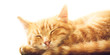 Little Red Kitten Sleeping On White Backgound