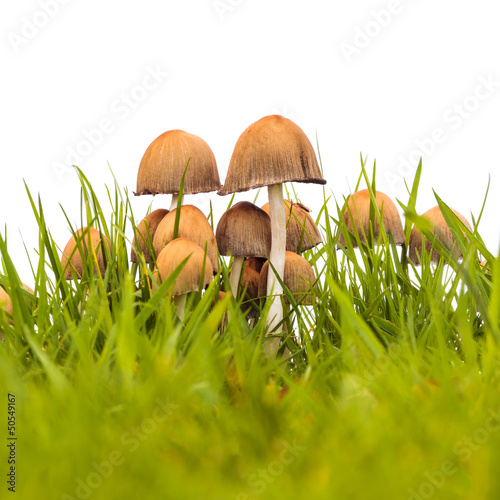 Photo: Group of psathyrella mushrooms on fresh grass Group of psathyrella mushrooms on fresh grass