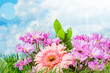 Summer pink flowers