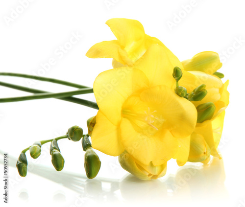 Photo: Beautiful bouquet of freesias, isolated on white Beautiful bouquet of freesias, isolated on white