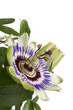 Blue passion flower