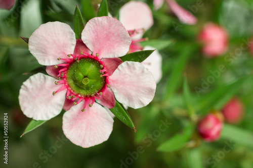 Photo: Manuka (Leptospermum scoparium ) flower Manuka (Leptospermum scoparium ) flower