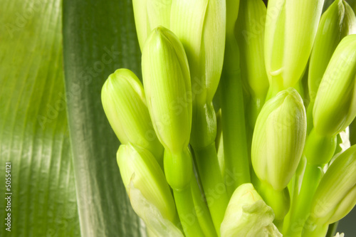 Photo: buds clivia buds clivia