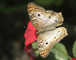 A White  Peacock Butterfly feeding on red flower