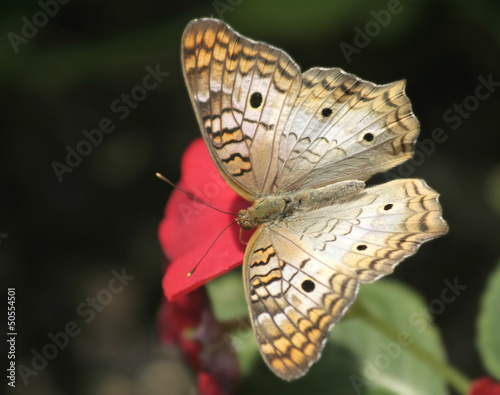 Photo: A White Peacock Butterfly feeding on red flower A White Peacock Butterfly feeding on red flower