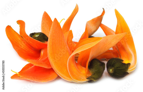Photo: Butea Monosperma or Palash flower of Southeast Asia Butea Monosperma or Palash flower of Southeast Asia