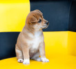 pretty puppy