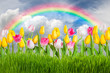Landscape with tulip flowers and rainbow