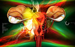 Uterus