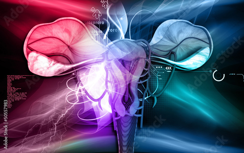 Illustration: Uterus Uterus