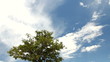Solitary trees in dry environment