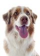 australian shepherd