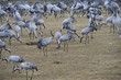 Cranes feeding near Hornborgasjön in early morning light