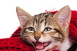 Little kitten