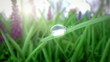 Merging Drops
