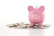 Pink piggy bank on dollars