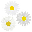 Daisies isolated on white. Set flower