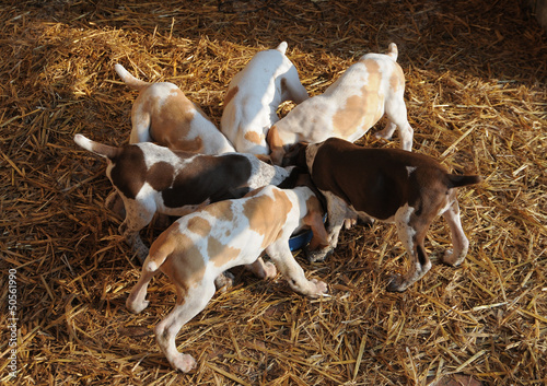 Photo: BRACCO ITALIANO BRACCO ITALIANO