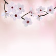 Spring border background with  blossom flower