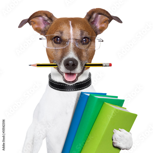 Photo: school dog school dog