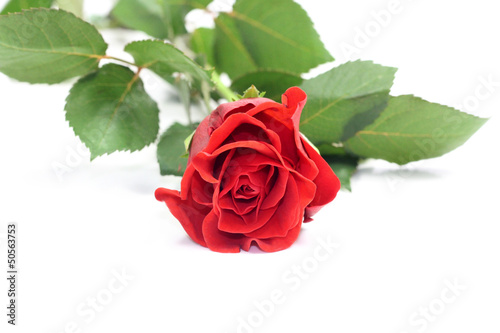 Photo: rose rose