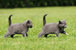 2 Katzenkinder