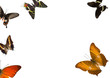 Sundry Butterflies On White Background
