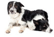 two dogs in studio