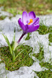 Krokus in der Wiese mit schmelzendem Schnee