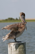 Brown Pelican pelecanus occidentalis  Florida