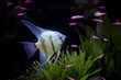angle fish