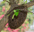 A swarm of Thailand honey bees clinging to a tree