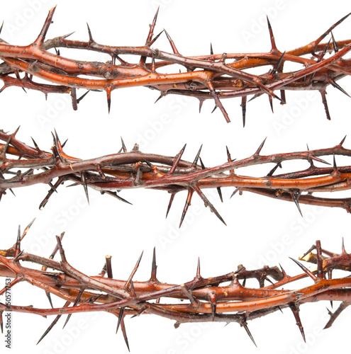 Photo: Blackthorn branches Blackthorn branches