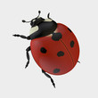Ladybug on White