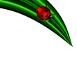 ladybird sitting on green leaf over white