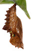 Chrysalis of the Silverwashed fritillary