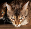 Bengal cat peering through cardboard box