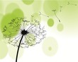 Dandelion 1903